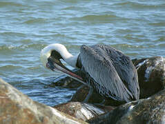 Brown Pelican