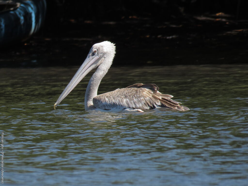 Pink-backed Pelican