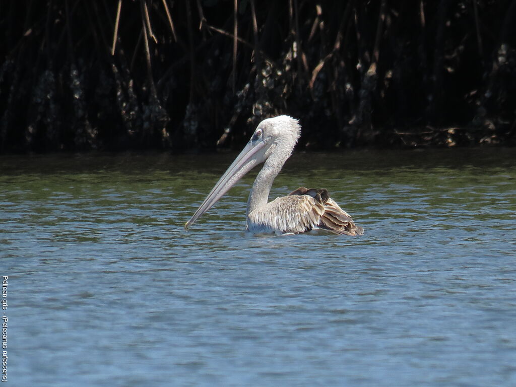 Pink-backed Pelican