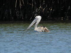 Pink-backed Pelican