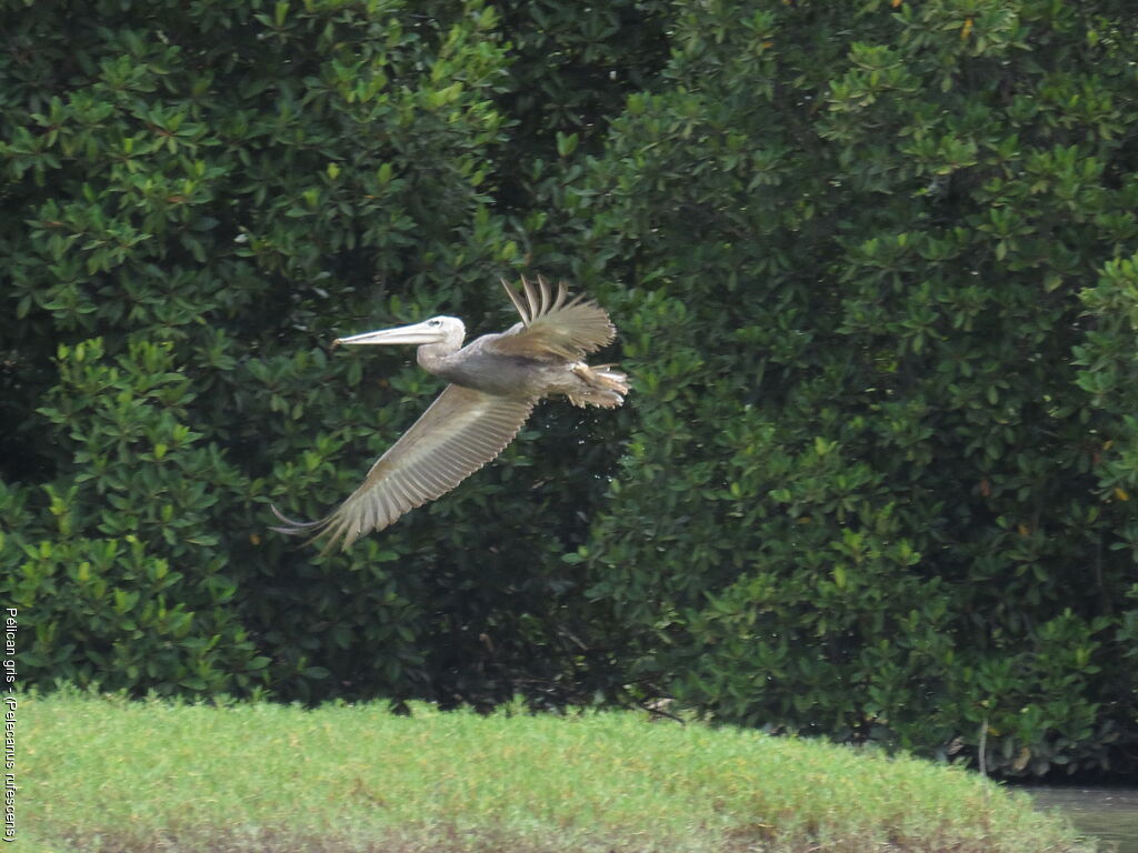 Pink-backed Pelican