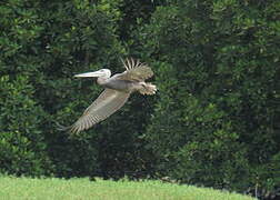 Pink-backed Pelican