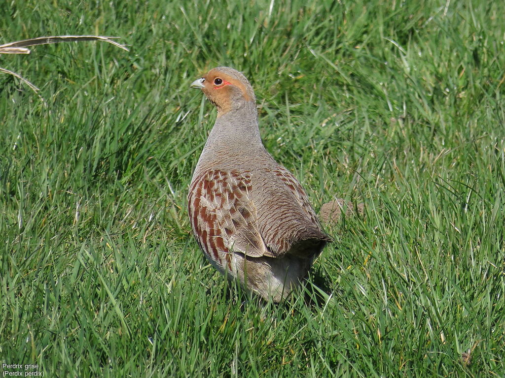 Grey Partridge