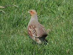 Grey Partridge