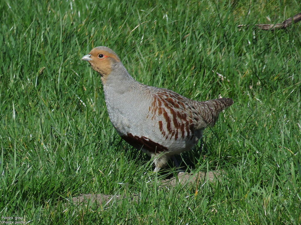 Grey Partridge