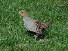 Grey Partridge