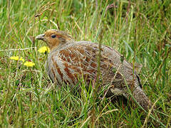 Grey Partridge