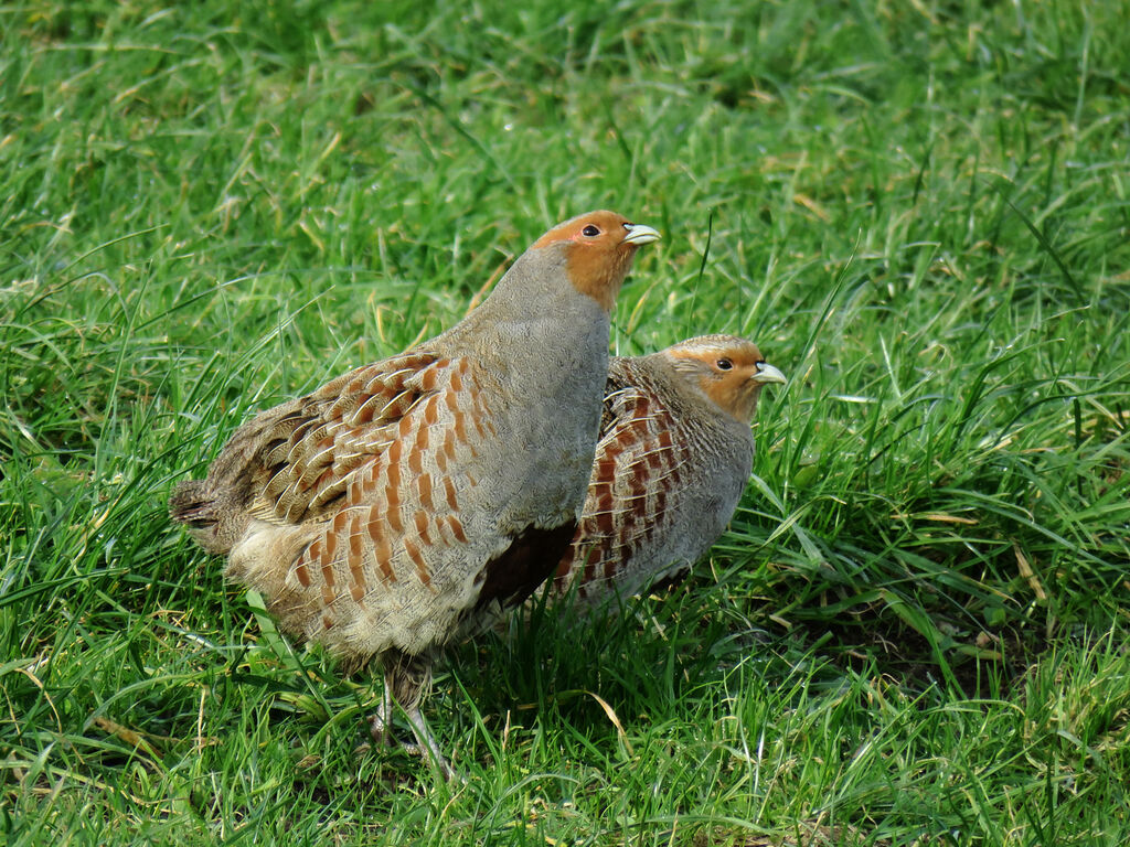 Grey Partridgeadult