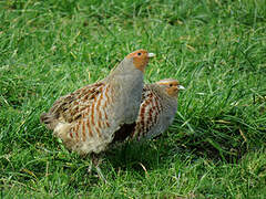 Grey Partridge