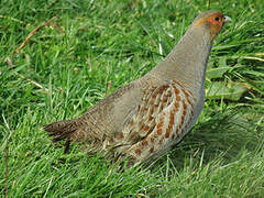 Grey Partridge