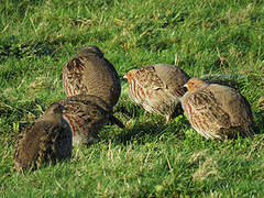 Grey Partridge