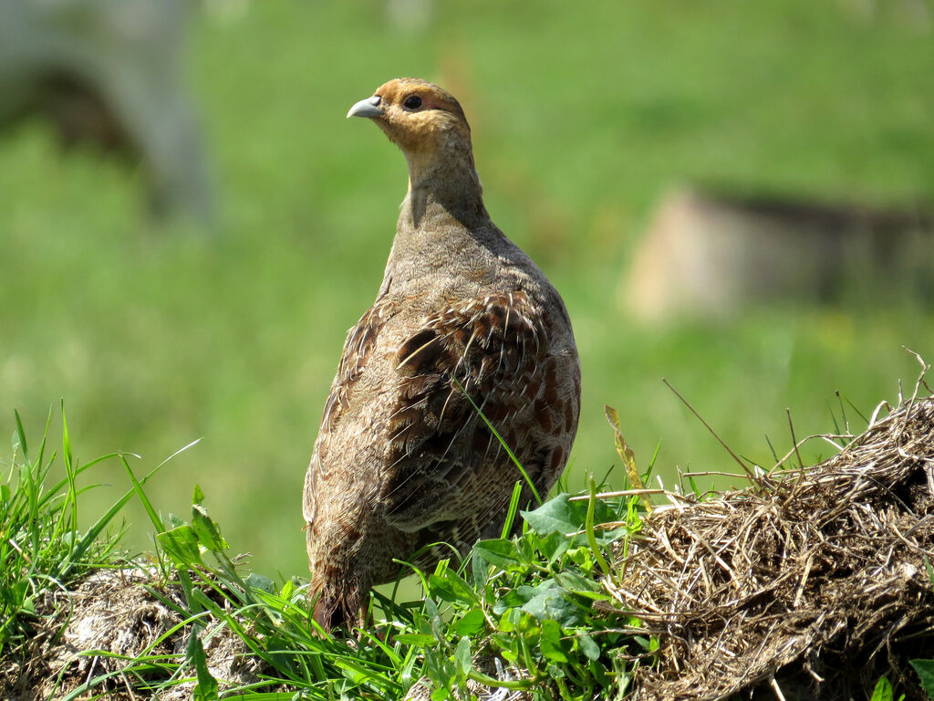 Grey Partridge