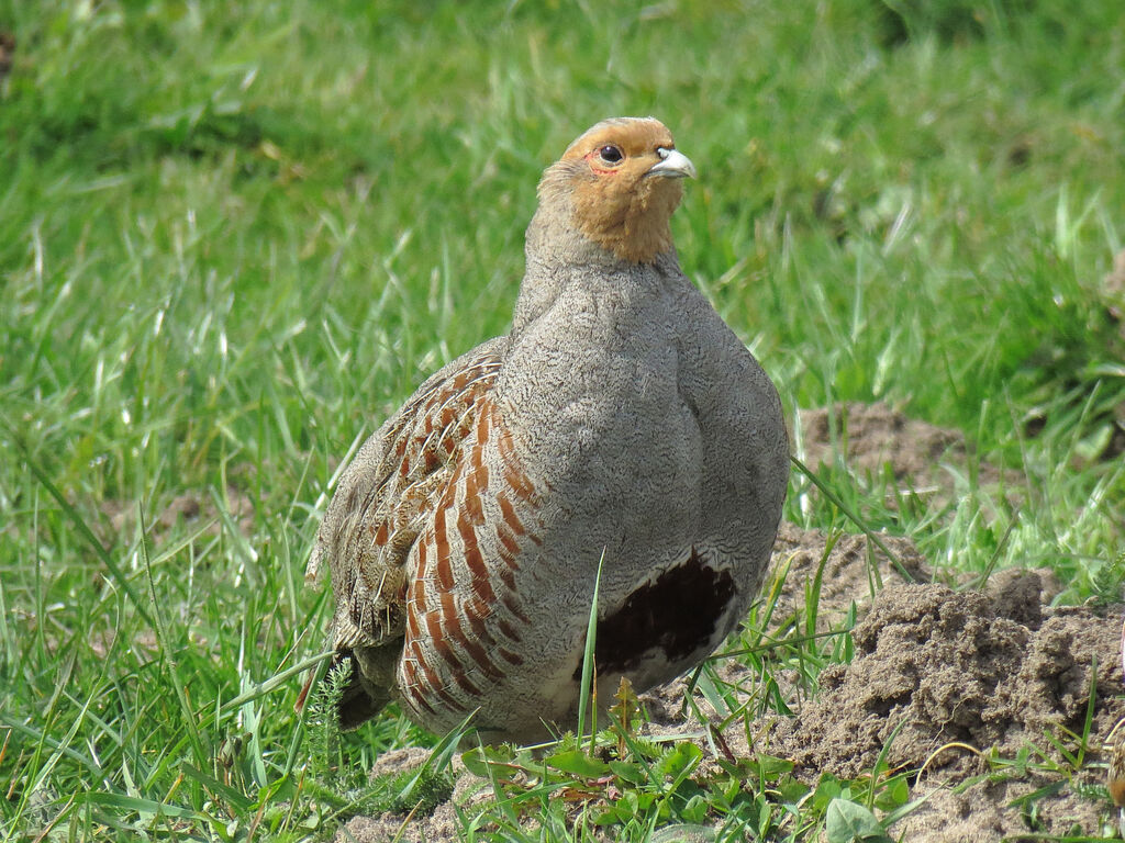 Grey Partridge