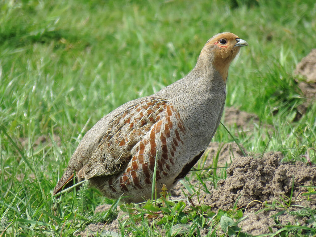 Grey Partridge