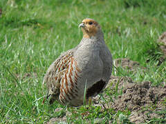 Grey Partridge