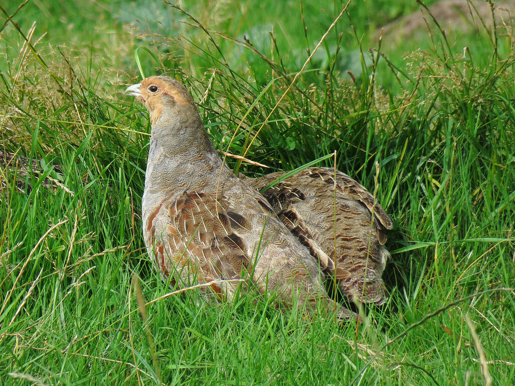 Grey Partridge