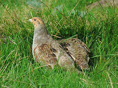 Grey Partridge