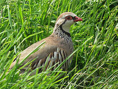 Red-legged Partridge