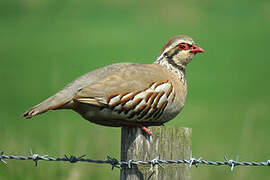 Red-legged Partridge