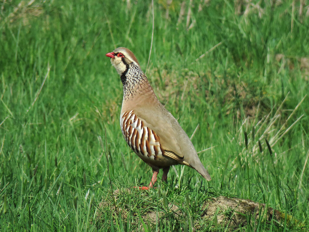 Red-legged Partridge