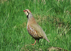 Red-legged Partridge