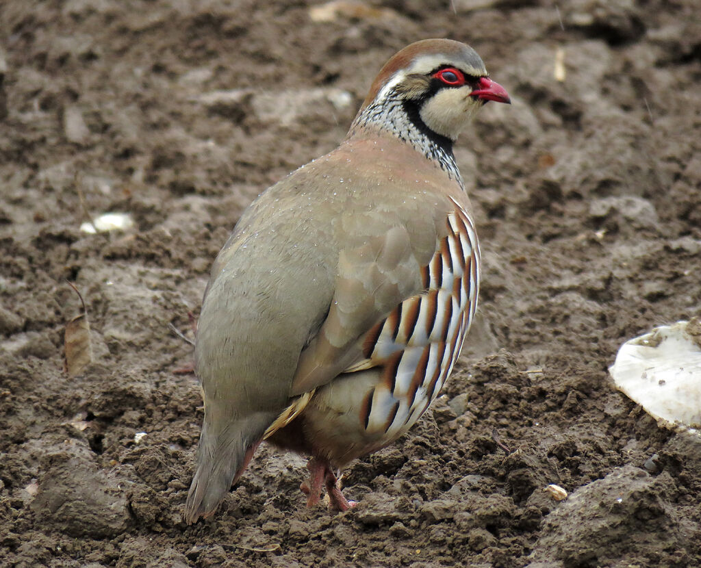 Red-legged Partridge