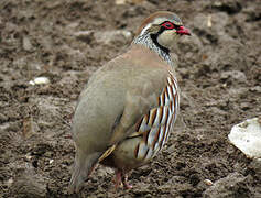 Red-legged Partridge