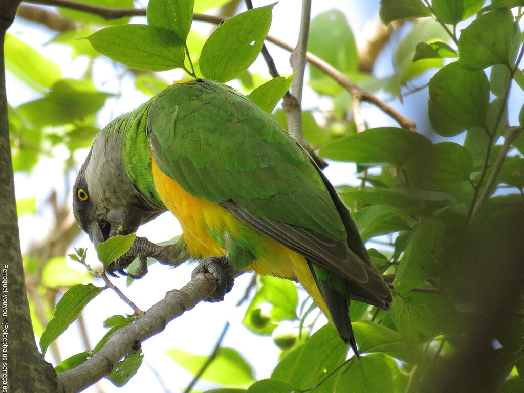 Senegal Parrot