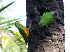 Senegal Parrot