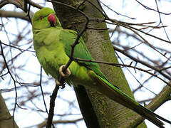 Rose-ringed Parakeet