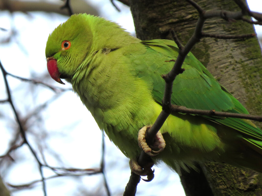 Rose-ringed Parakeet