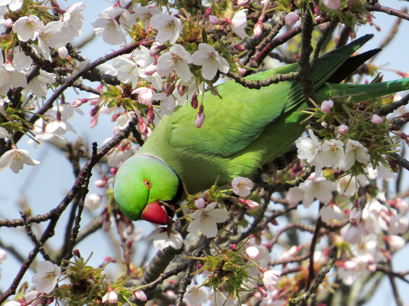 Rose-ringed Parakeet, feeding habits