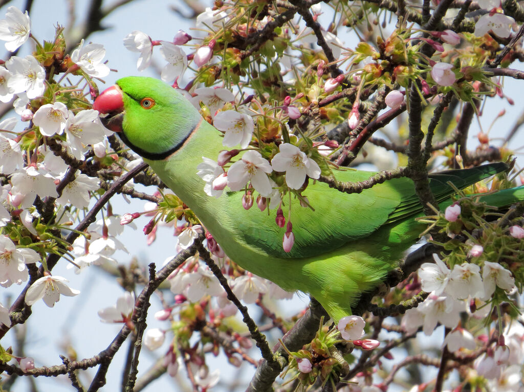 Rose-ringed Parakeet