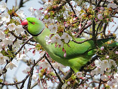 Rose-ringed Parakeet