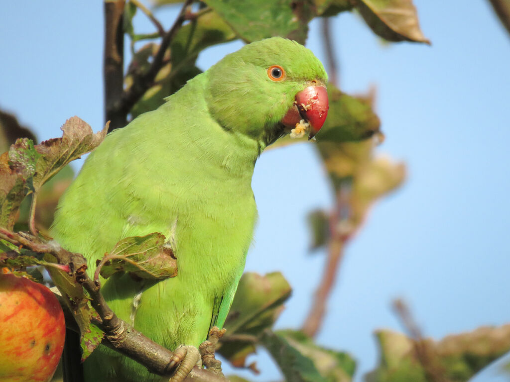 Rose-ringed Parakeet