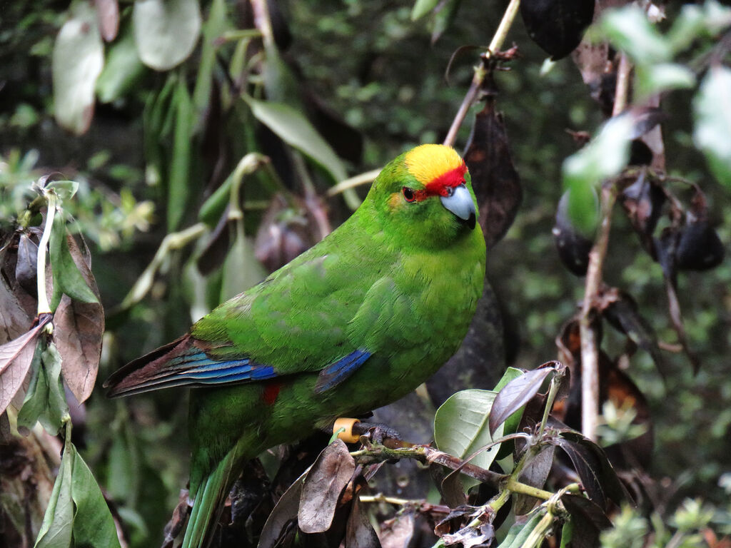 Yellow-crowned Parakeet