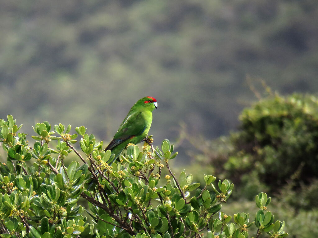 Red-crowned Parakeet