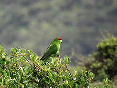 Red-crowned Parakeet