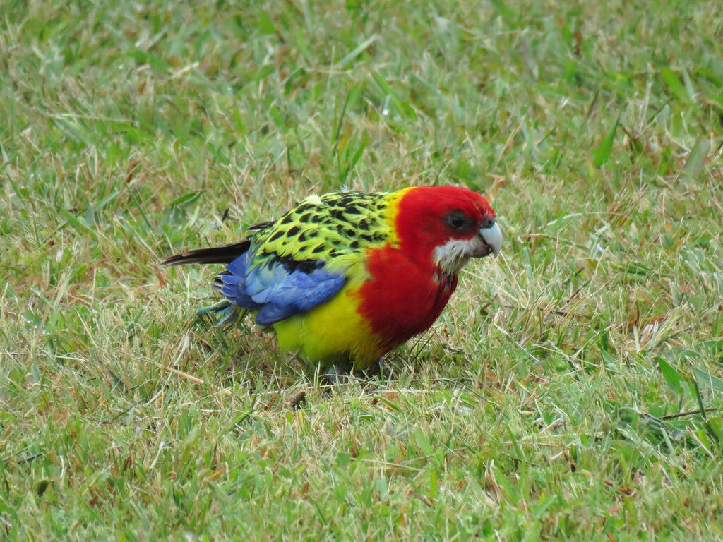 Eastern Rosella