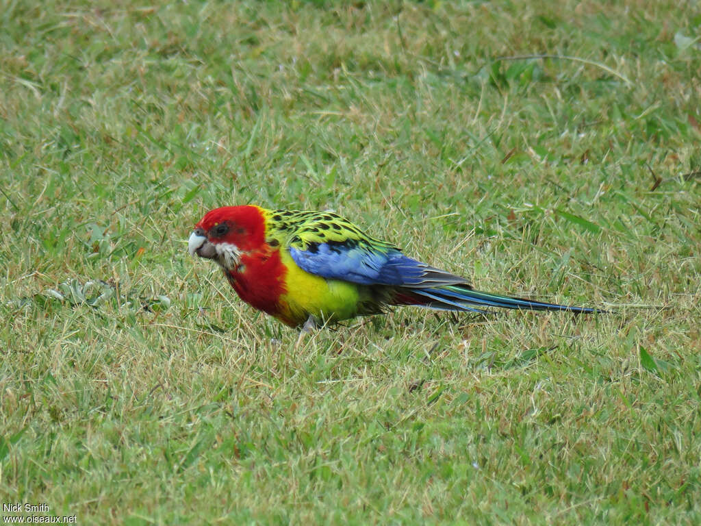 Perruche omnicolore, identification