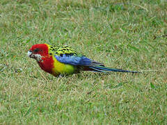 Eastern Rosella