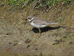 Little Ringed Plover