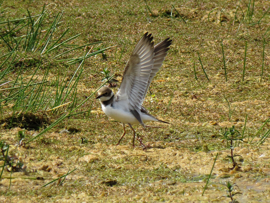 Little Ringed Ploverjuvenile