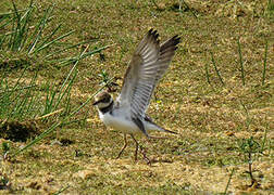 Little Ringed Plover