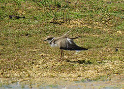 Little Ringed Plover