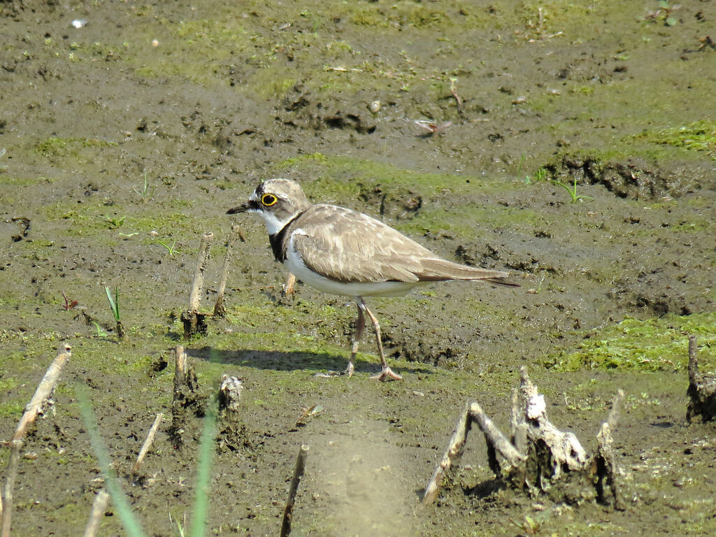 Little Ringed Plover