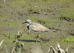 Little Ringed Plover