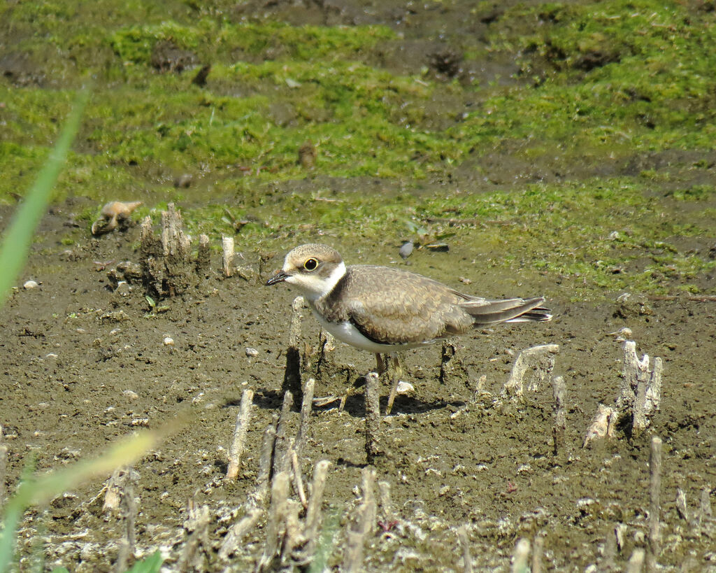 Little Ringed Ploverjuvenile