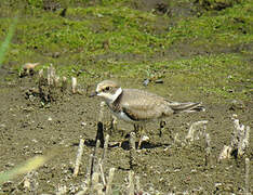 Little Ringed Plover