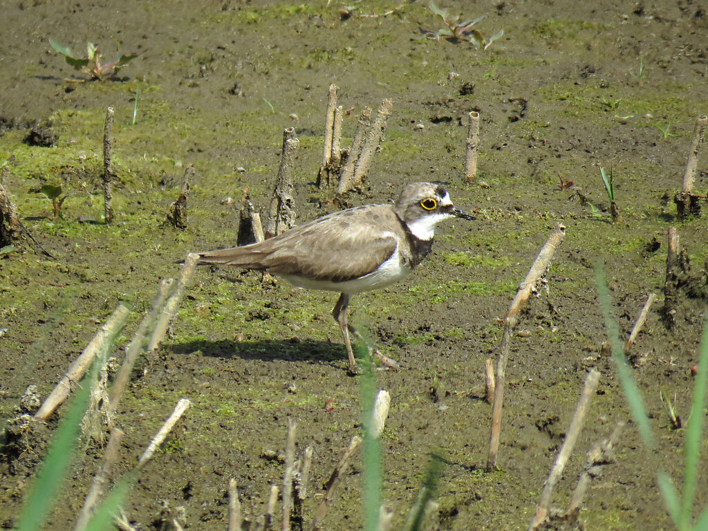 Little Ringed Plover